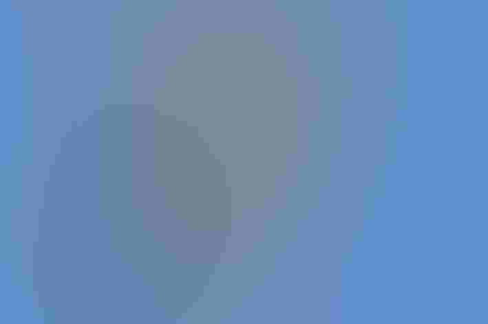 Non-breeding adult. Photo: Kelly Colgan Azar/Flickr (CC-BY-ND-2.0)