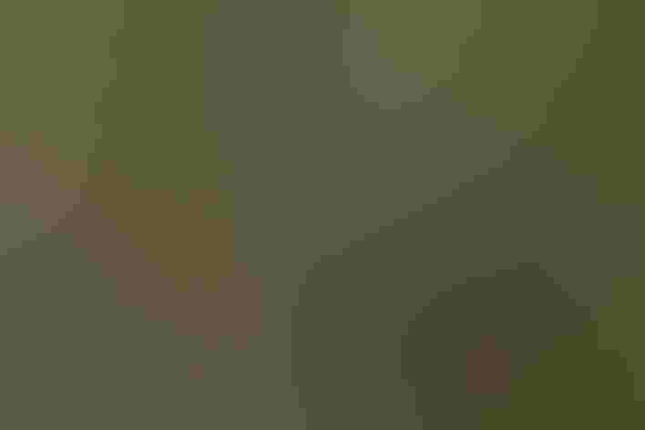 Non-breeding adult (western). Photo: Kelly Colgan Azar/Flickr (CC-BY-ND-2.0)