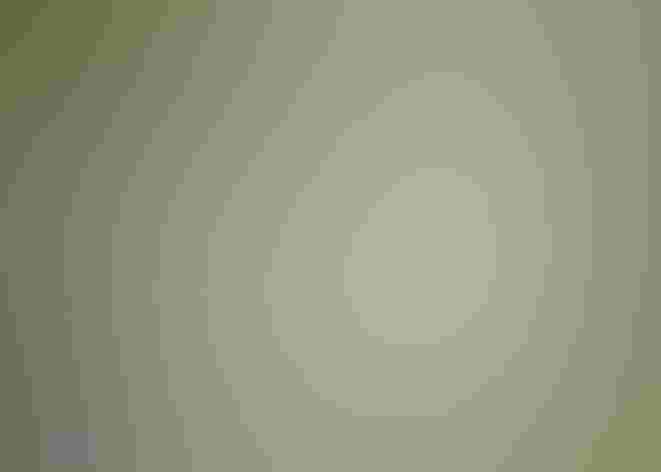 Non-breeding adult (western). Photo: Steven Kersting/Flickr (CC-BY-NC-ND-2.0)