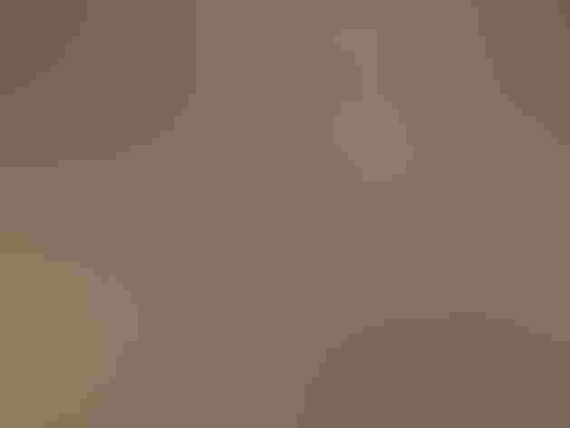 Non-breeding adult (western). Photo: Michael Janke/Flickr (CC-BY-NC-ND-2.0)