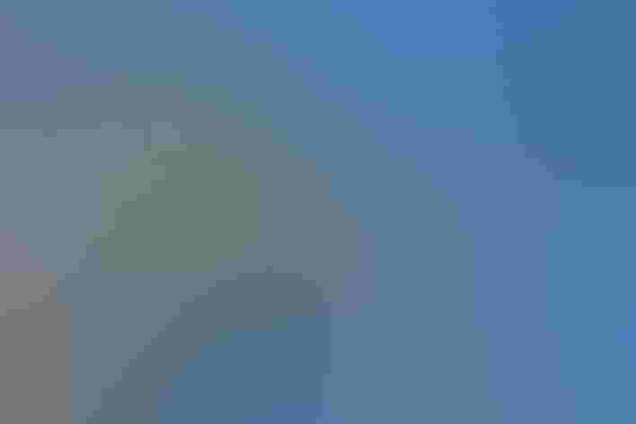 Breeding adult (yellow eastern). Photo: Tony Clements/Flickr (CC-BY-2.0)