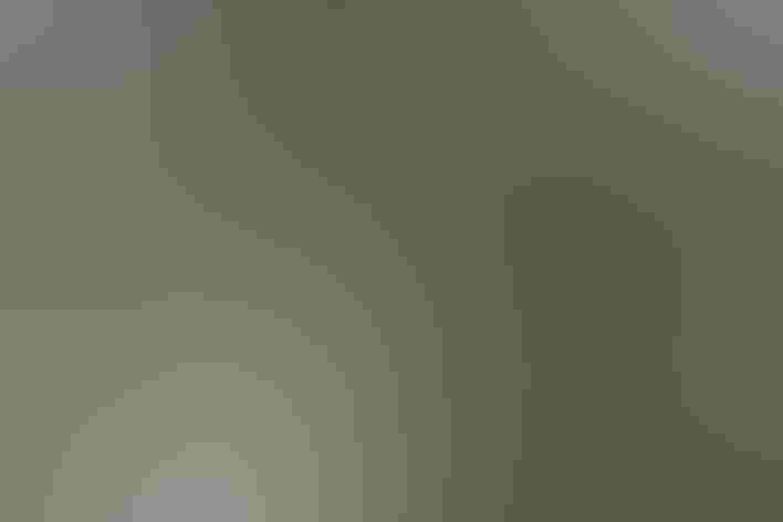 Non-breeding adult (western). Photo: Cuatrok77/Flickr (CC-BY-SA-2.0)