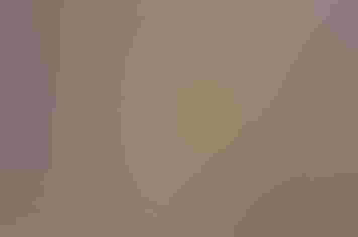 Breeding adult (yellow eastern). Photo: Putney Pics/Flickr (CC-BY-NC-2.0)