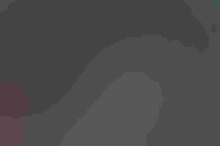 Breeding adult (western). Photo: Jeff Bryant/Flickr (CC-BY-NC-2.0)