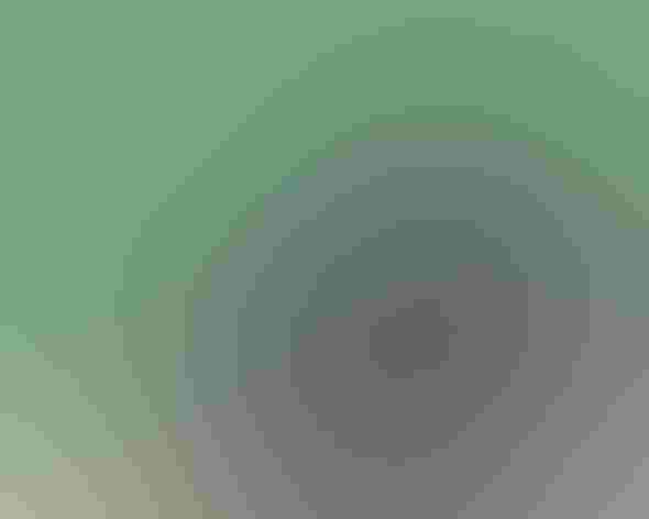 Non-breeding adult. Photo: Becky Matsubara/Flickr (CC-BY-2.0)