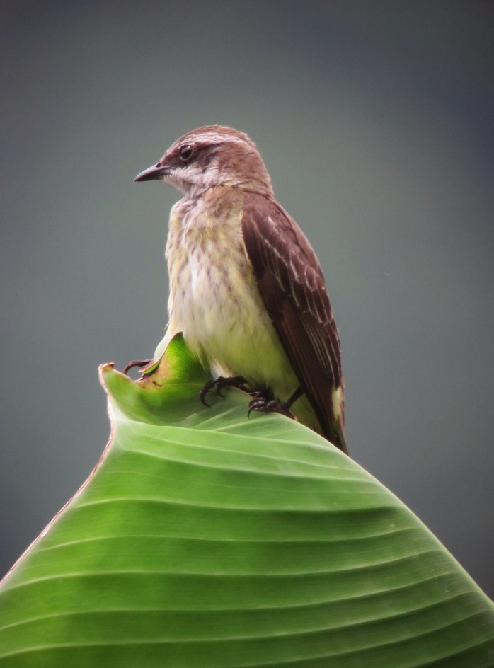 Cryptic Flycatcher Piratic Flycatcher | Audubon Field Guide