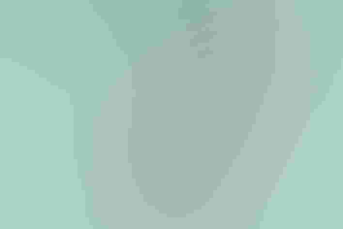 Adult. Photo: drferry/iStock