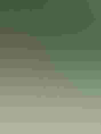 Juvenile or adult. Photo: Agami Photo Agency/Shutterstock