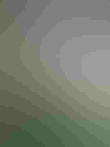 Adult. Photo: Agami Photo Agency/Alamy