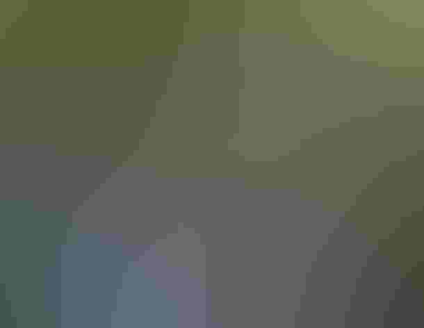 Adult. Photo: Tom Benson/Flickr (CC BY NC ND 2.0)