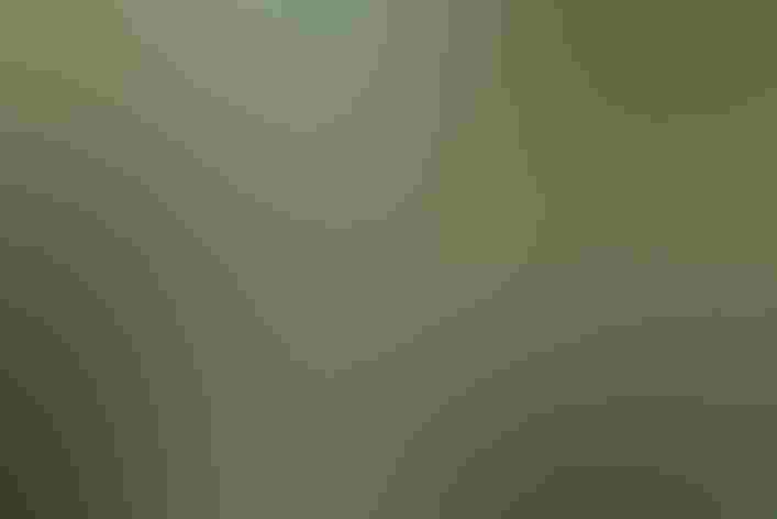 Adult. Photo: Mike Charest/Flickr