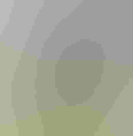 Adult. Photo: OldFulica/iStock