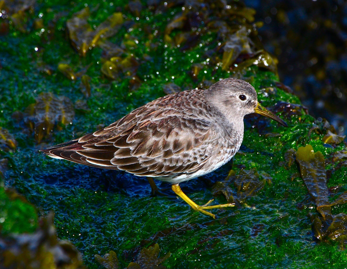 Purple Sandpiper Audubon Field Guide purple-sandpiper-audubon-field-guide
