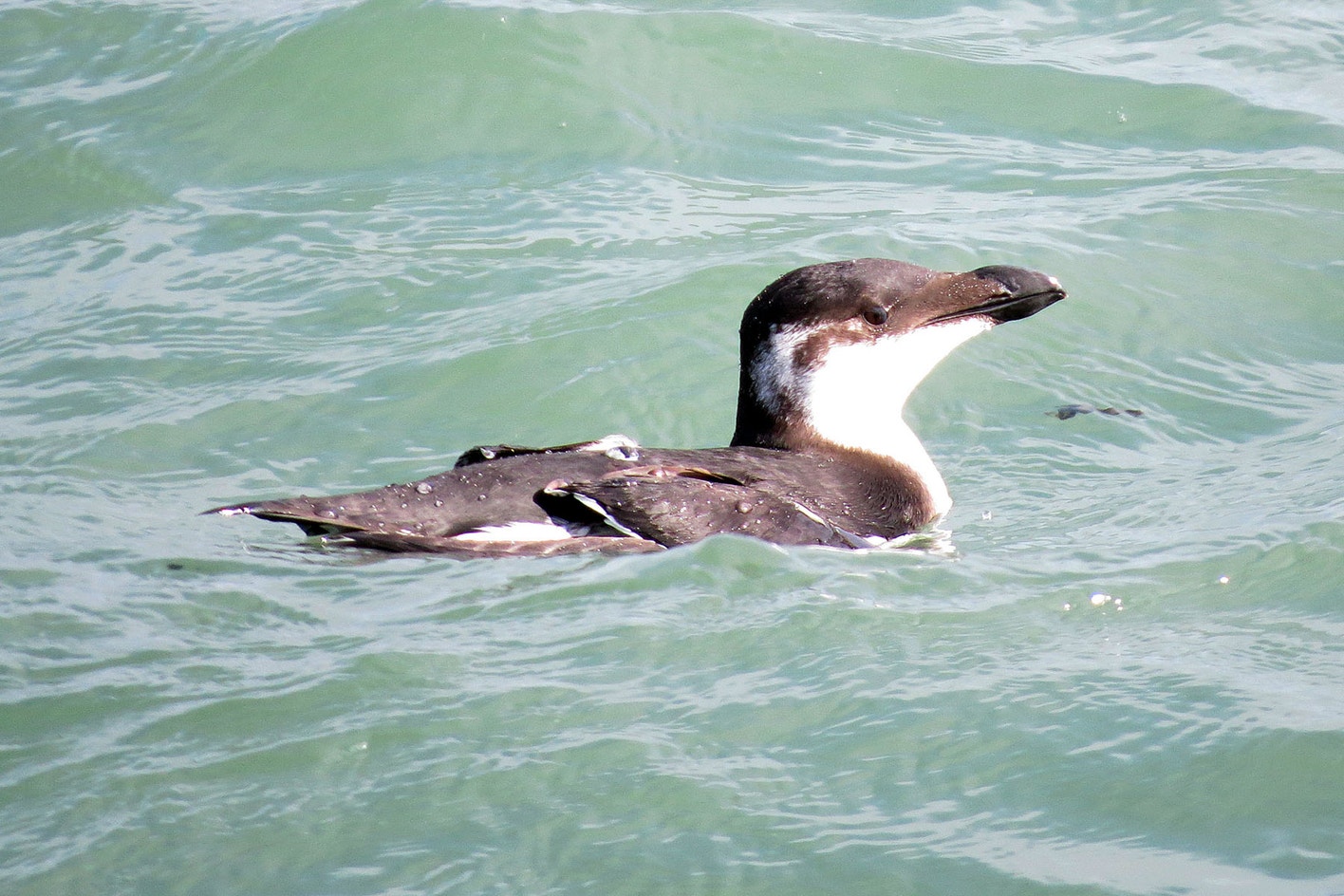 Razorbill | Audubon Field Guide