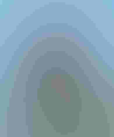 Adult. Photo: Tom Benson/Flickr (CC BY NC N 2.0)