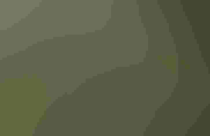 Adult. Photo: Andy Reago and Chrissy McClarren/Flickr (CC BY 2.0)