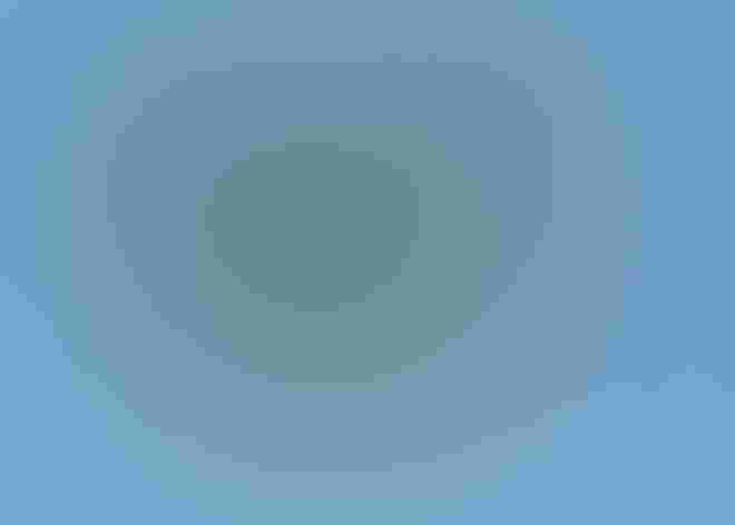 Adult. Photo: Julio Mulero/Flickr (CC BY NC ND 2.0)