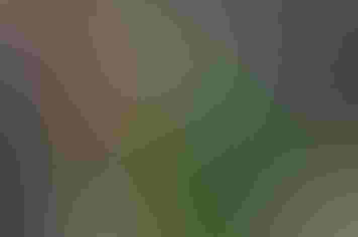 Immature. Photo: Heather Paul/Flickr (CC BY ND 2.0)