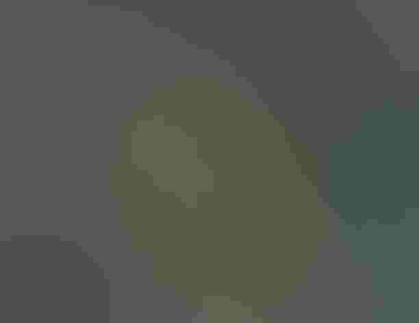 Adult. Photo: Tom Benson/Flickr (CC BY NC ND 2.0)