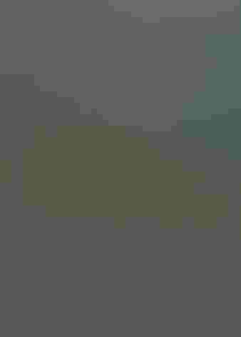 Adult. Photo: Tom Benson/Flickr (CC BY NC ND 2.0)