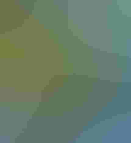 Adult. Photo: Tom Benson/Flickr (CC BY NC ND 2.0)