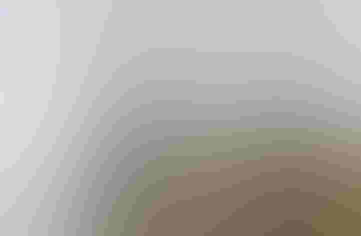 Breeding adults. Photo: Tom Wilberding/Flickr (BY NC ND 2.0)