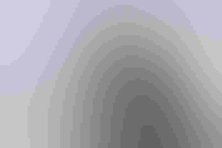 Breeding adults with breeding adult Pelagic Cormorant. Photo: pilipenkoD/iStock