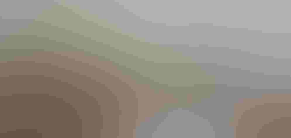 Breeding adults. Foto: Alpsdake/Wikimedia