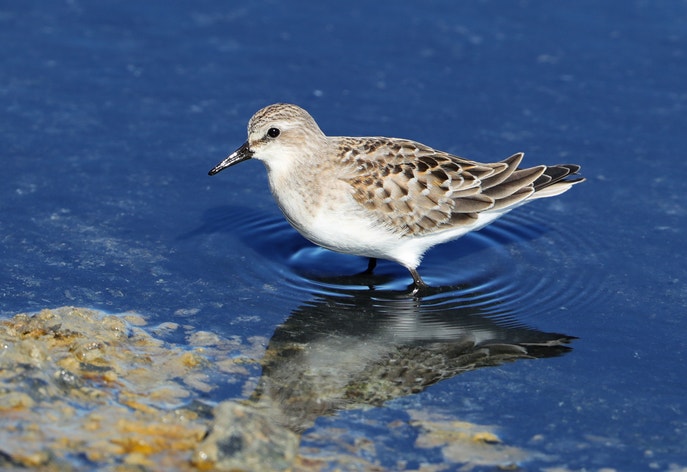 Red-necked Stint | Audubon Field Guide