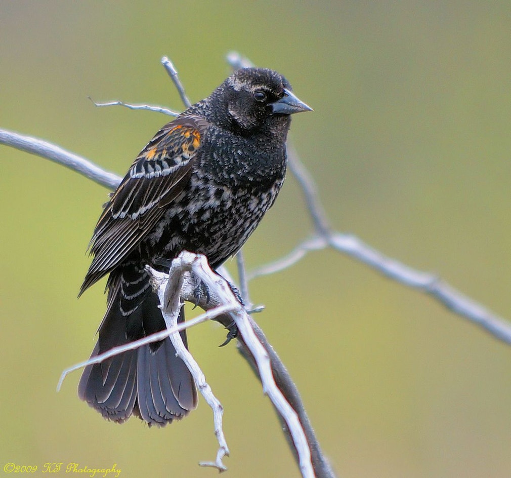 Red-winged Blackbird | Audubon Field Guide