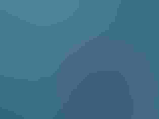 Immature or non-breeding adult. Photo: J.Maughn/Flickr (CC-BY-NC-2.0)