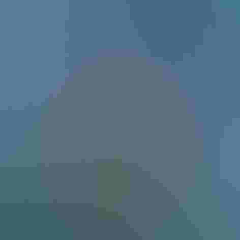 Breeding adult. Photo: Andrew Reding/Flickr (CC-BY-NC-ND-2.0)