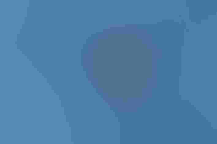 Breeding adult. Photo: Mick Thompson/Flickr (CC-BY-NC-2.0)