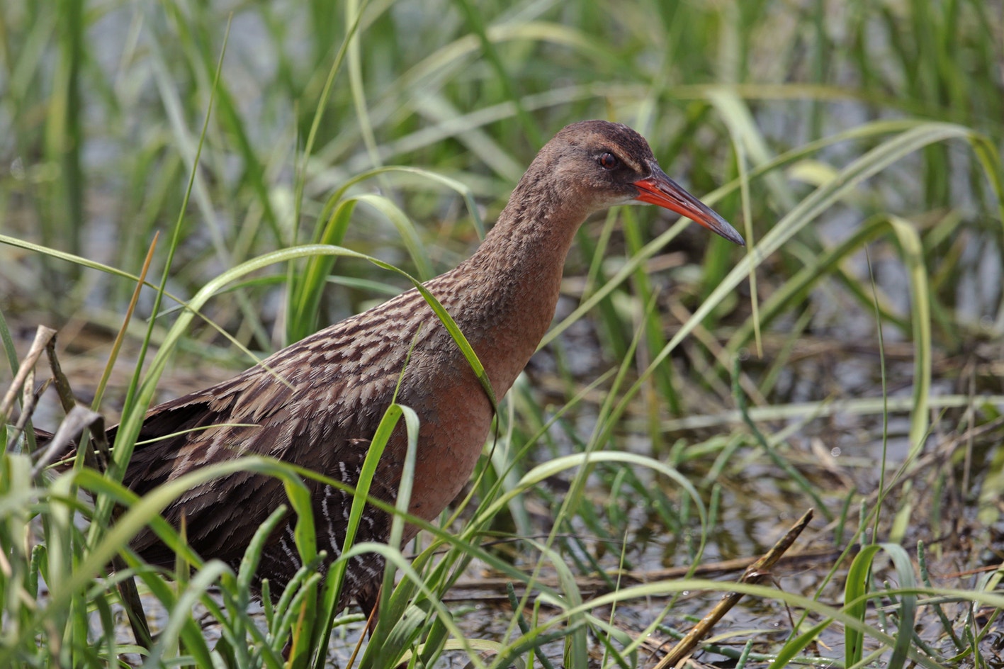 Ridgeway Rabbit Ridgway's Rail | Audubon Field Guide
