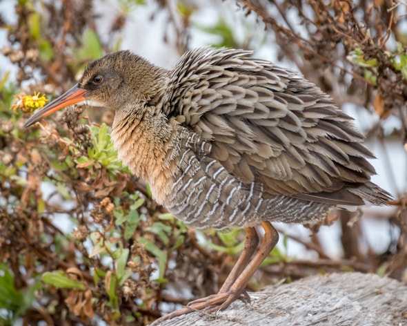 Ridgeway Rabbit Ridgway's Rail | Audubon Field Guide