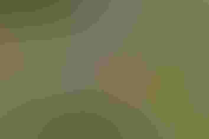 Molting immature male. Photo: Becky Matsubara/Flickr (CC BY 2.0)