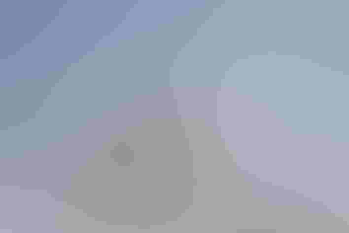 Molting immature male. Photo: PEHart/Flickr (CC BY SA 2.0)