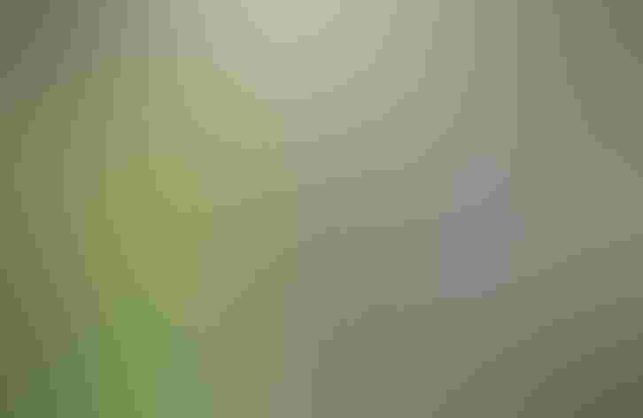 Juvenile. Photo: Kevin Wells Photography/Shutterstock