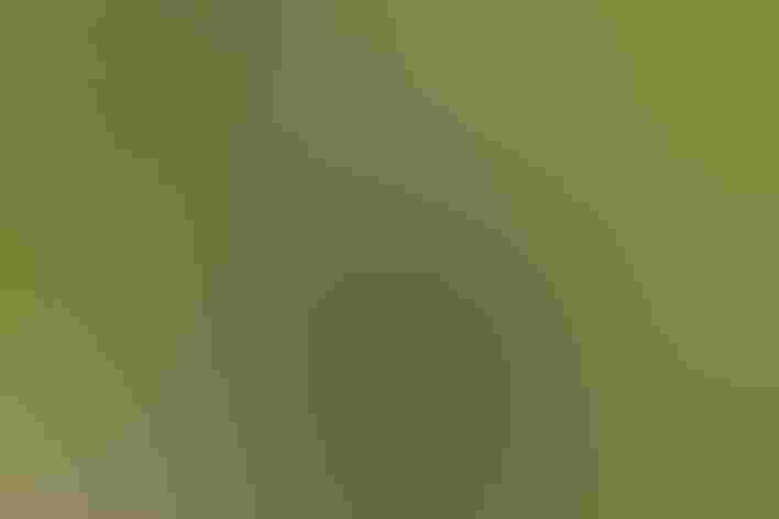 Immature male. Photo: Carla Kishinami/Flickr (CC BY NC ND 2.0)