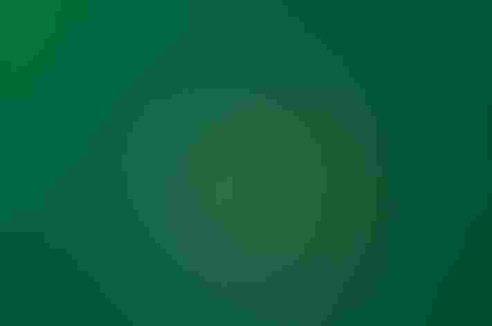 Adult female. Photo: Danita Delmont/Shutterstock