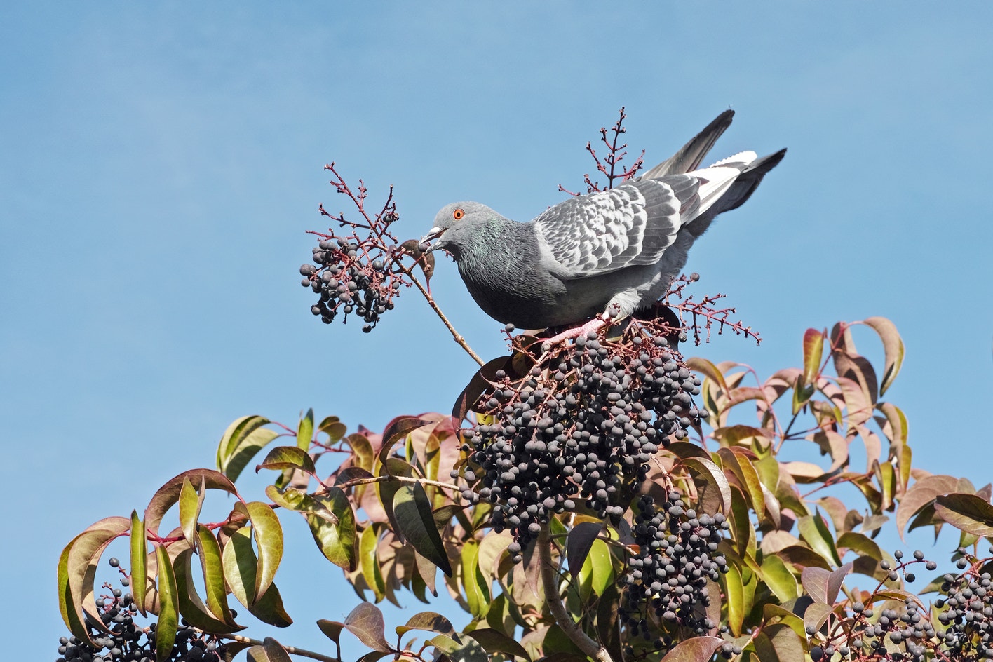 Pigeon Stone Rocks Rock Pigeon | Audubon Field Guide