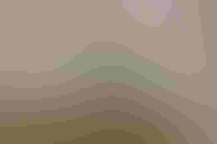 Breeding adult. Photo: Sergey Krasnoshchokov/iStock