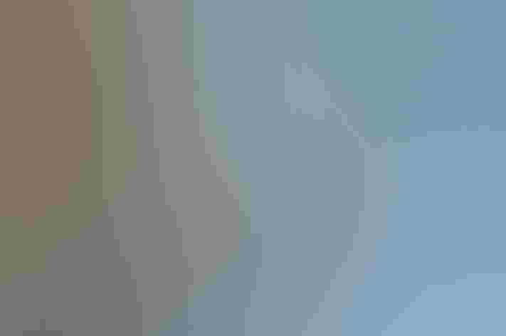 Molting adults. Photo: Joesboy/iStock