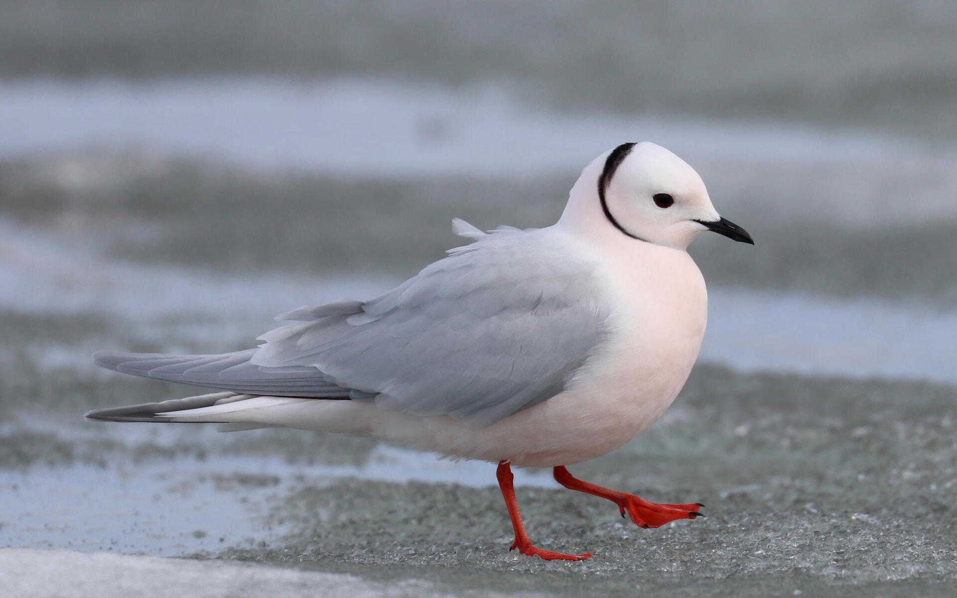 Gull Rasol Ross's Gull | Audubon Field Guide