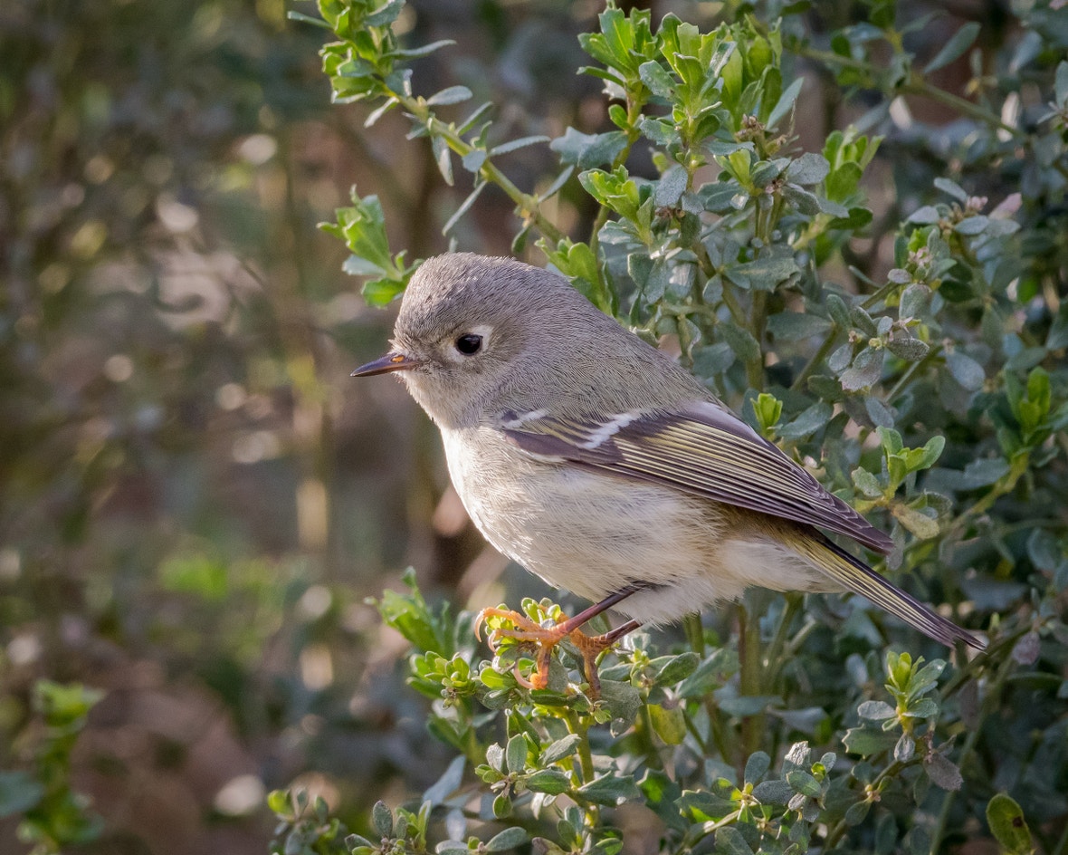 Ruby King Let Bird Ruby-crowned Kinglet | Audubon Field Guide