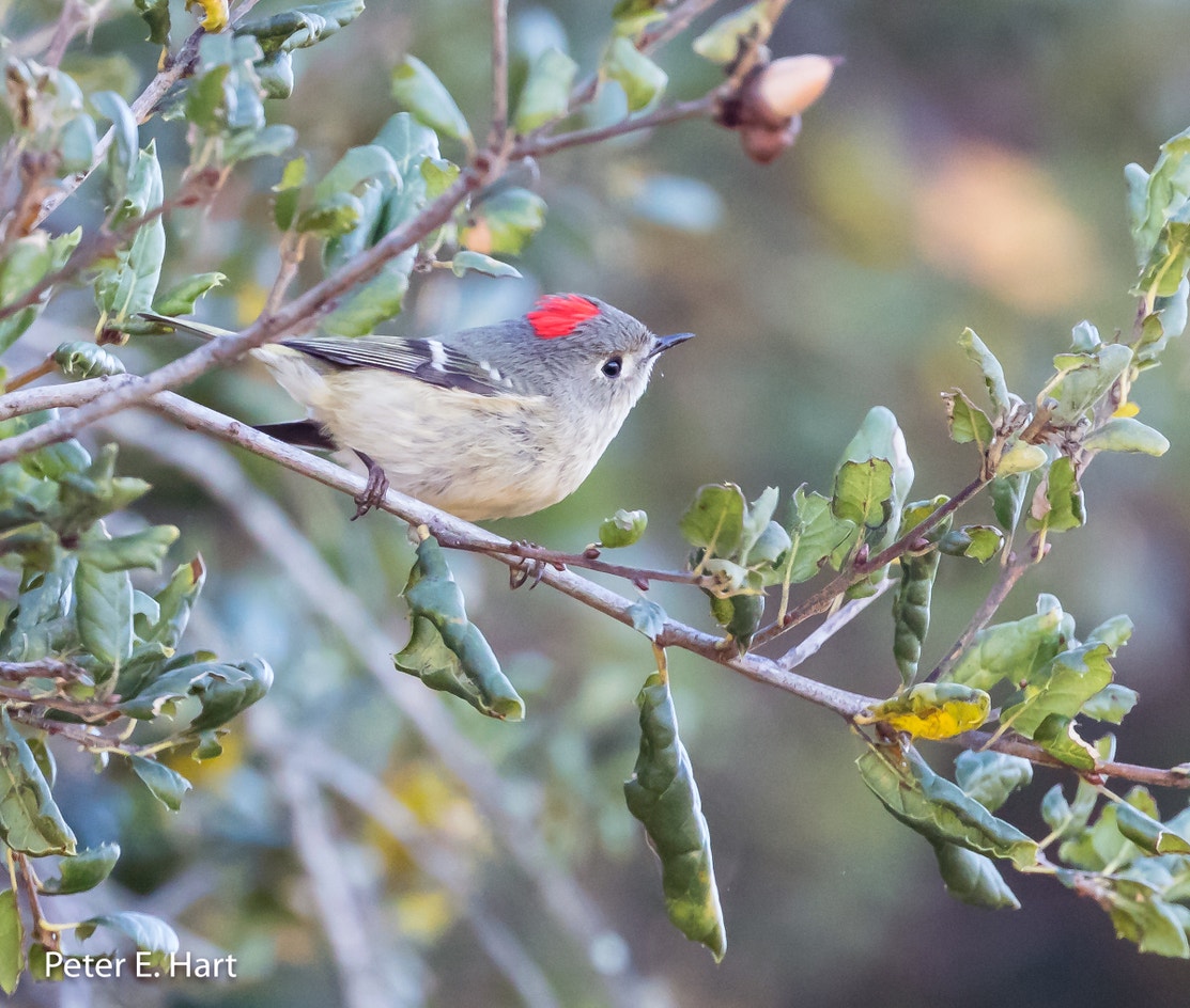 Ruby King Let Bird Ruby-crowned Kinglet | Audubon Field Guide