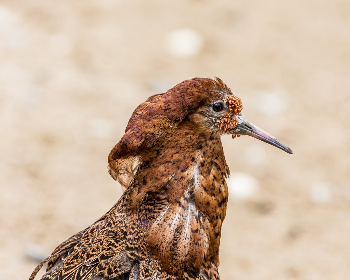 Ruff | Audubon Field Guide