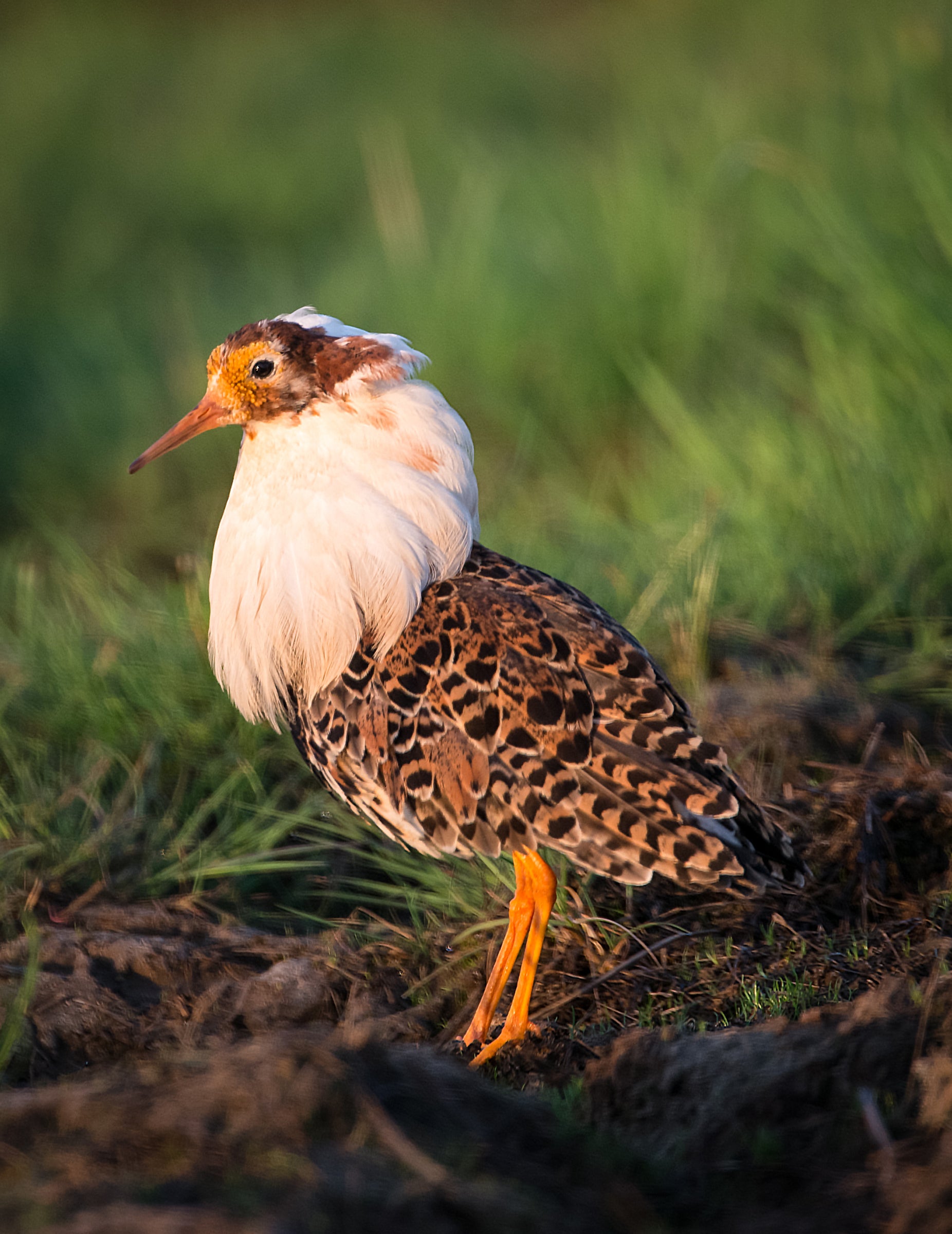 Ruff Bird Migration