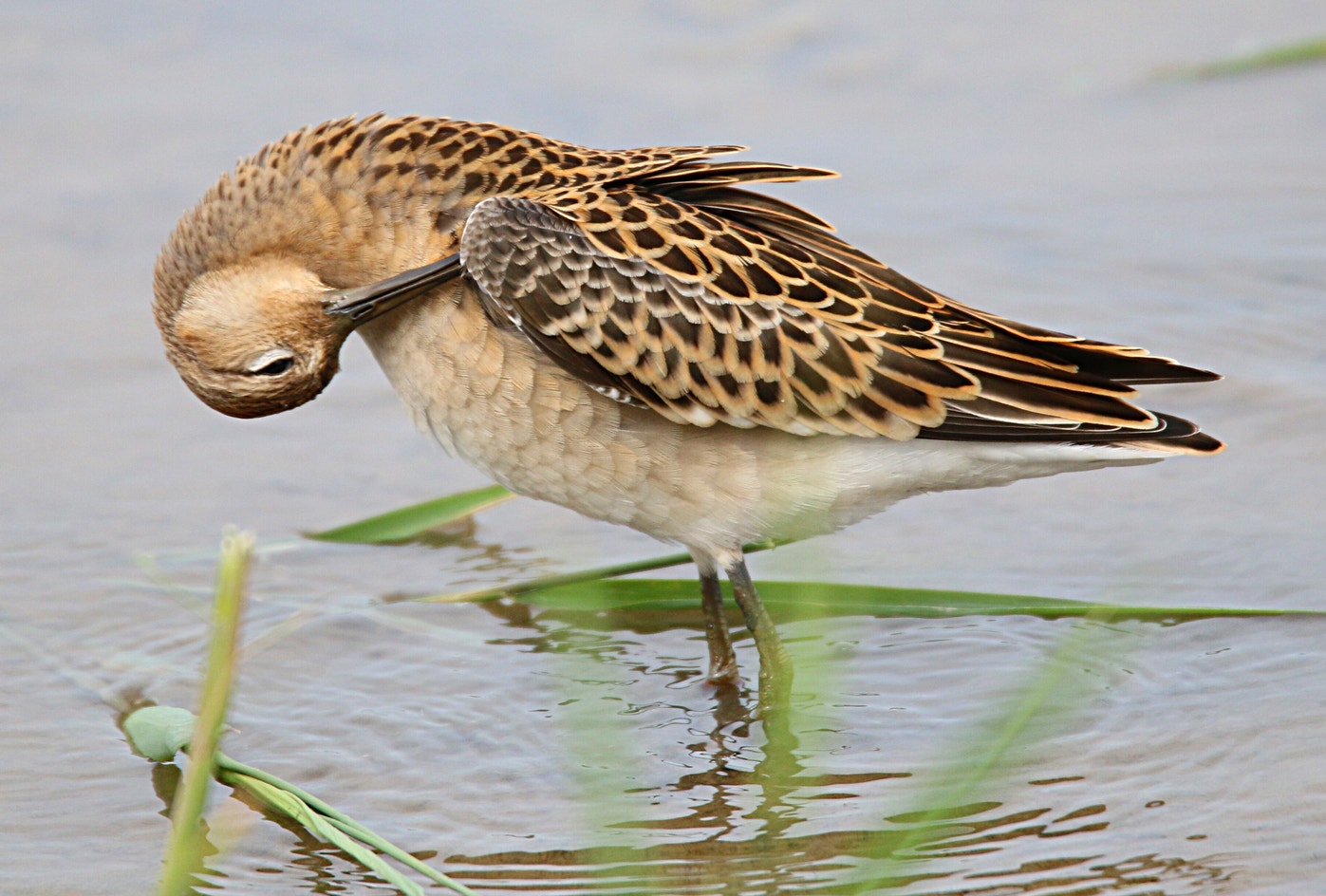 Ruff | Audubon Field Guide