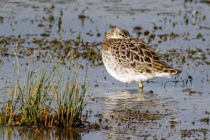 A Small Ruff Ruff | Audubon Field Guide